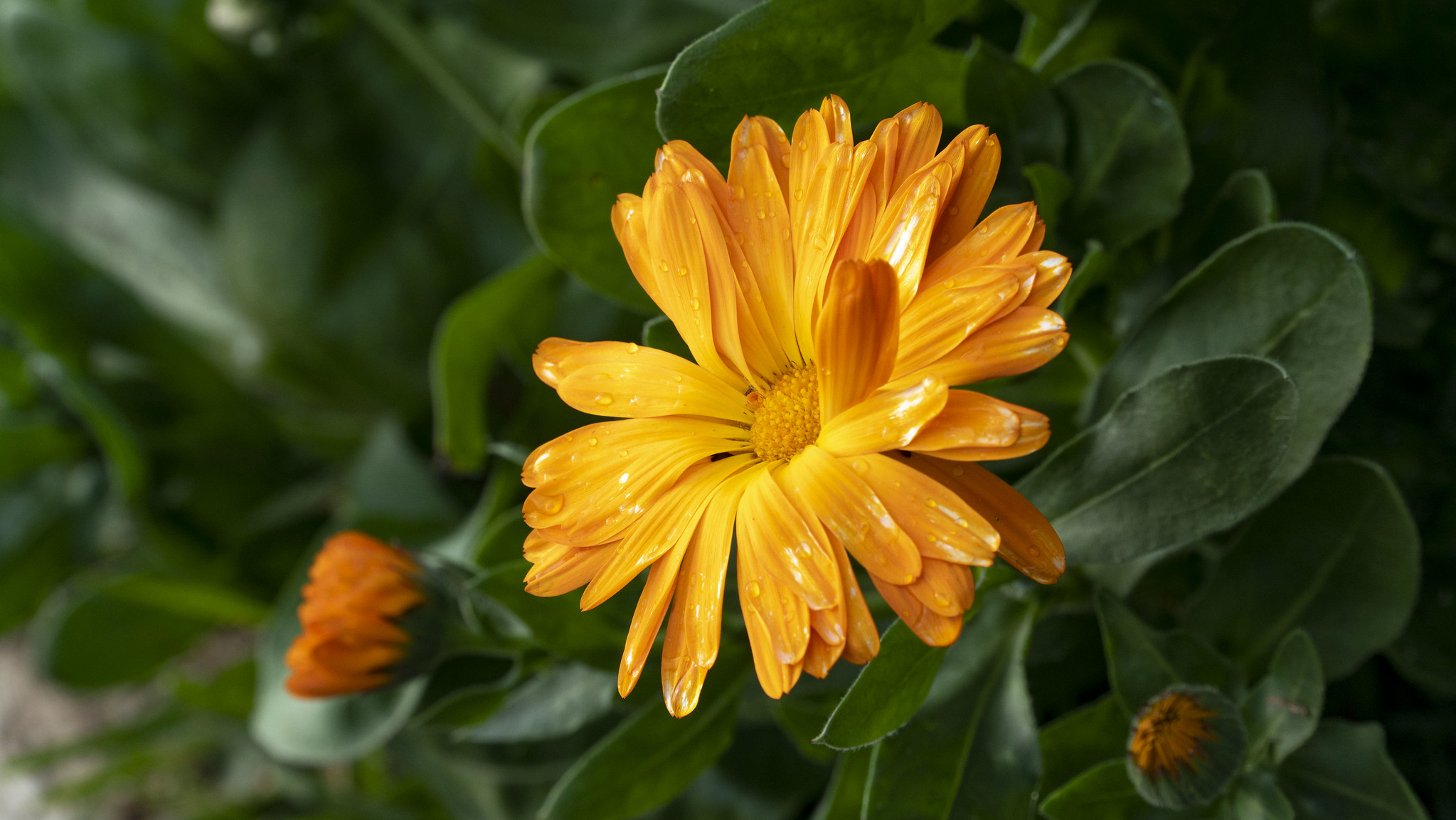 sustentabilidad sustentabilidad