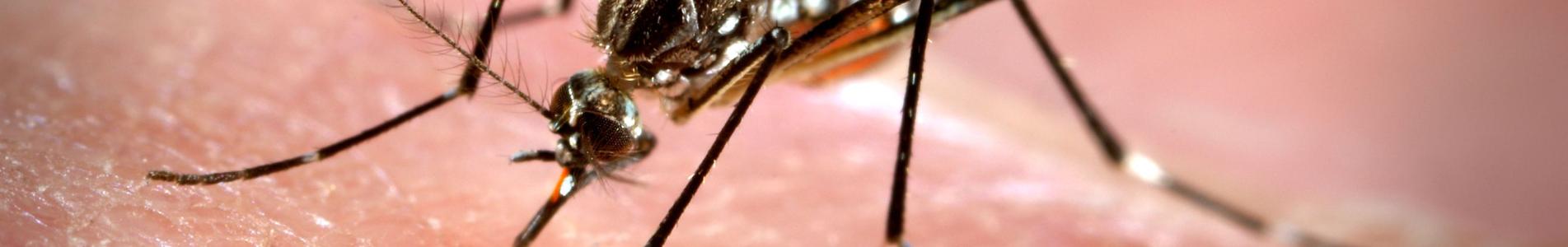 dengue.jpg dengue.jpg