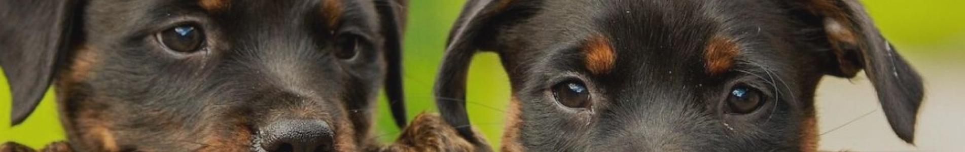 VACUNACIÓN GRATUITA DE MASCOTAS