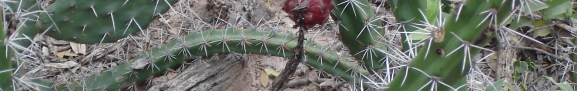 CURSO QUICHUA CULTURA SAN ISIDRO