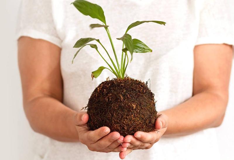 KOKEDAMA, chacra educativa san isidro labrados, municipalidad de san isidro