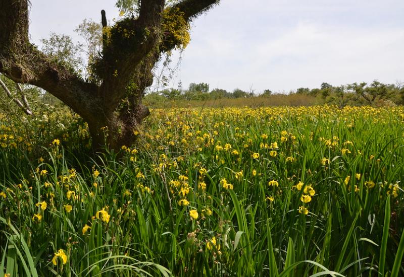 RIBERA NORTE, MUNICIPIO DE SAN ISIDRO