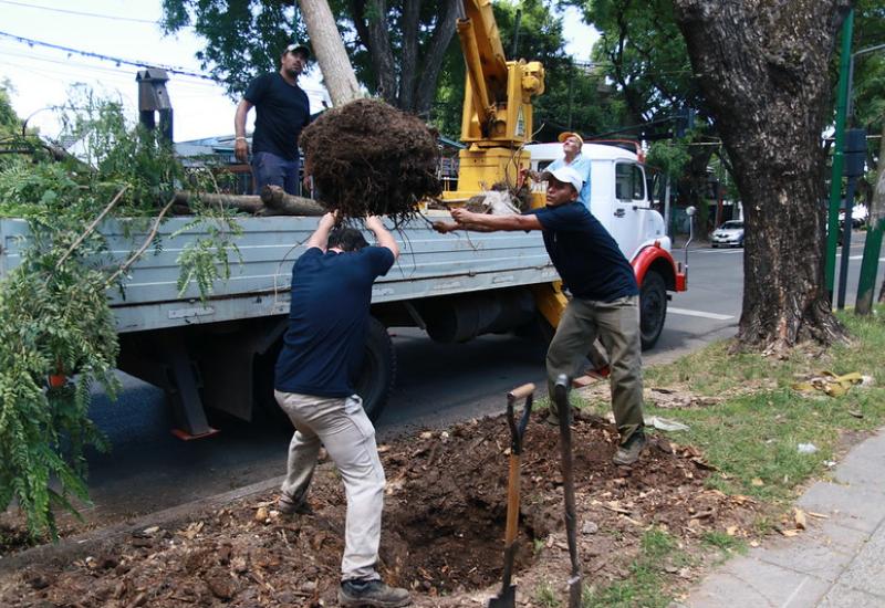 PLANTACIÓN ÁRBOLES PLANTACIÓN ÁRBOLES, municipalidad de san isidro