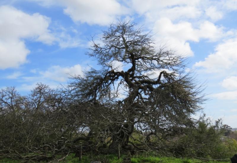 HISTÓRICO ALGARROBO DEL MUSEO PUEYRREDÓN