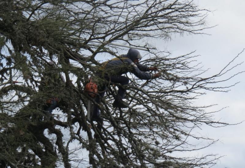HISTÓRICO ALGARROBO DEL MUSEO PUEYRREDÓN