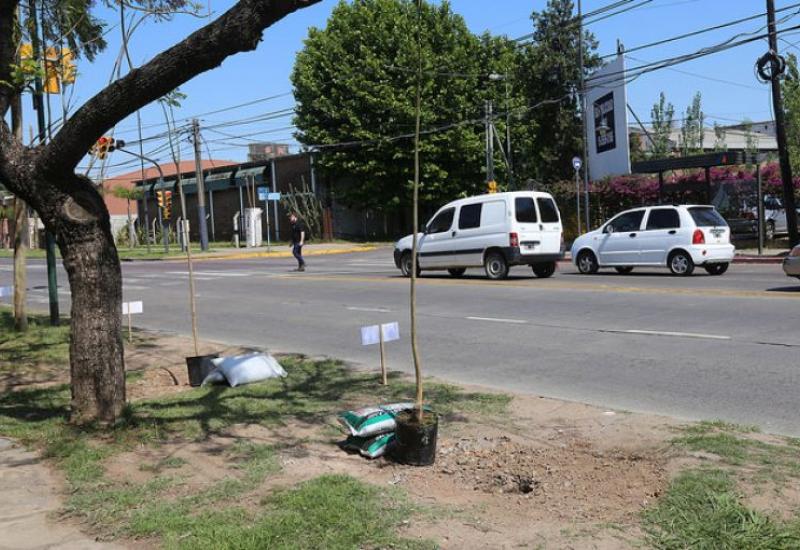 Plantación de árboles en la calle Uruguay	
