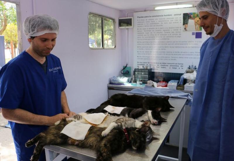 Castración y vacunación gratuita Castración y vacunación gratuita, Municipio de San Isidro