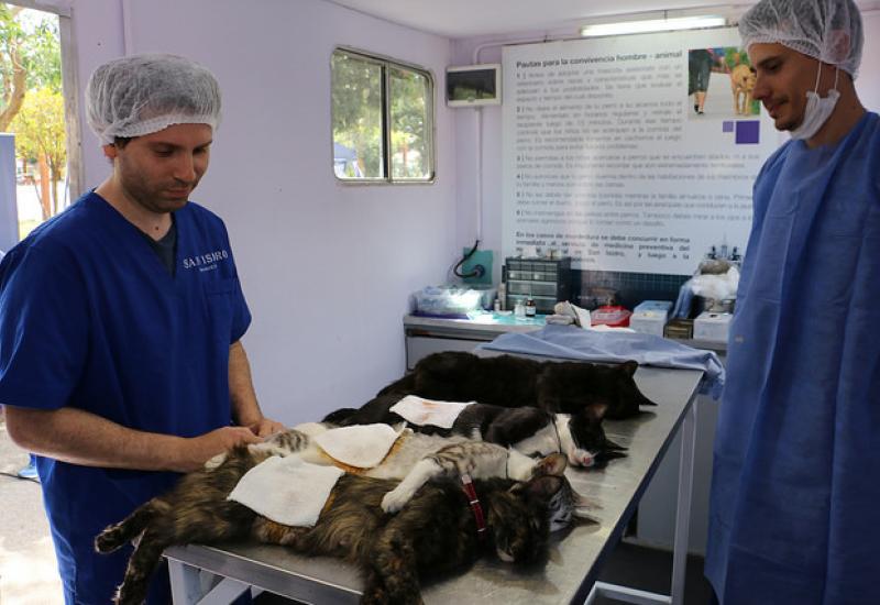 CASTRACIÓN Y VACUNACIÓN GRATUITA DE MASCOTAS DURANTE FEBRERO CASTRACIÓN Y VACUNACIÓN GRATUITA DE MASCOTAS DURANTE FEBRERO