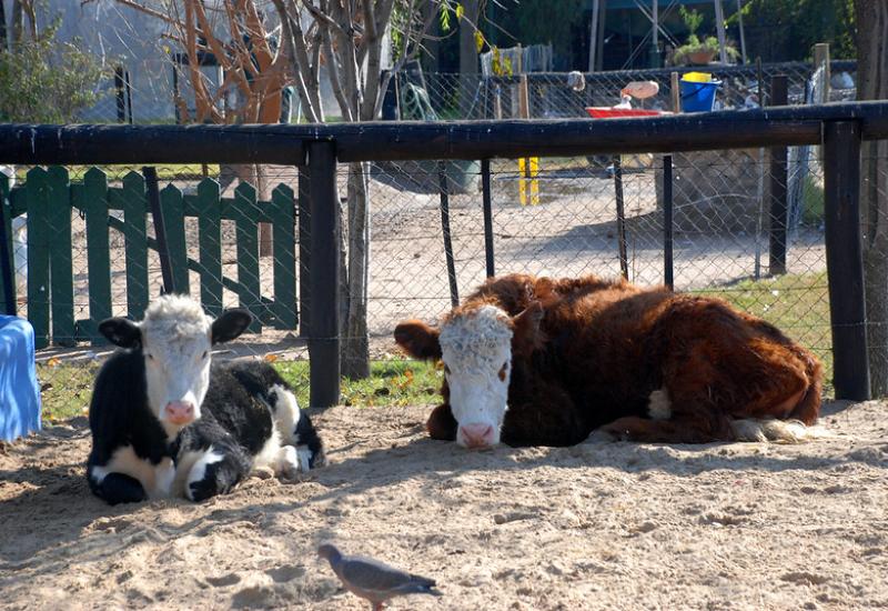 municipio de san isidro, chacra educativa, huerta, animales, granja, visita, apertura