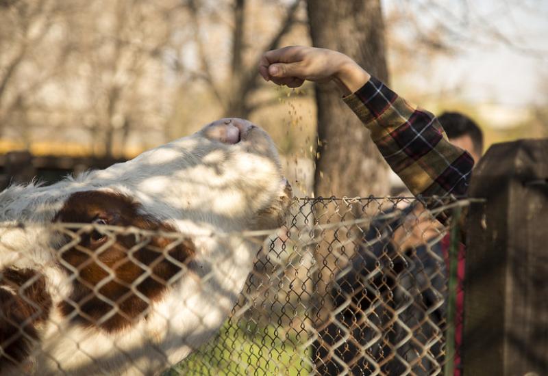Chacra, naturaleza, vacaciones de invierno, animales