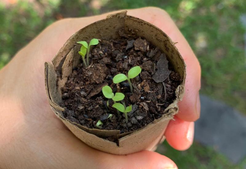 municipio de san isidro, cultura ambiental, cultura, talleres, naturaleza, aire libre, ambiente