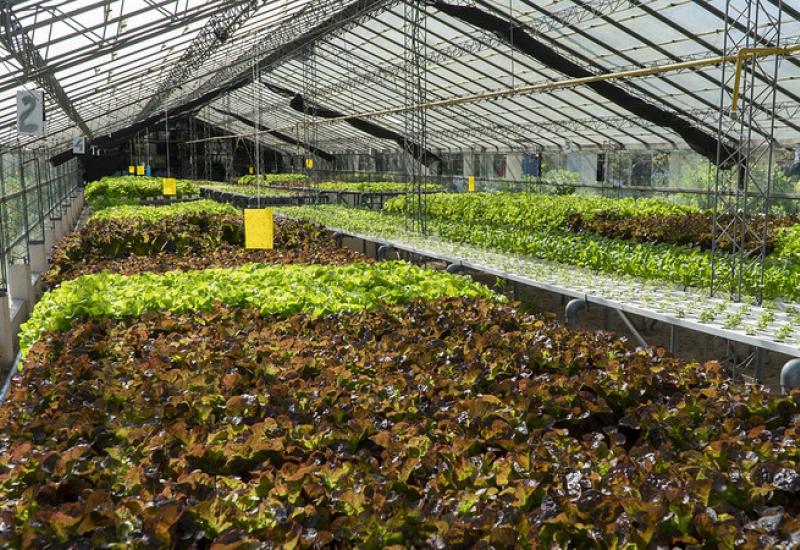 PROGRAMA MUNICIPAL DE HUERTAS ORGÁNICAS, SAN ISIDRO