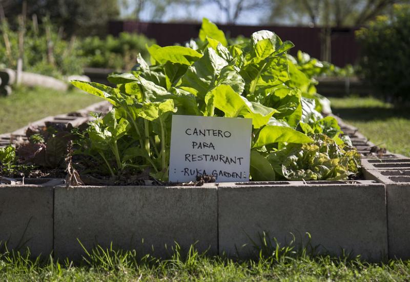 municipio de san isidro, huerta municipal orgánica, huerteros, dicapacidad, inclusión laboral, ruka garden, restaurante, comida, verduras, plantas aromáticas