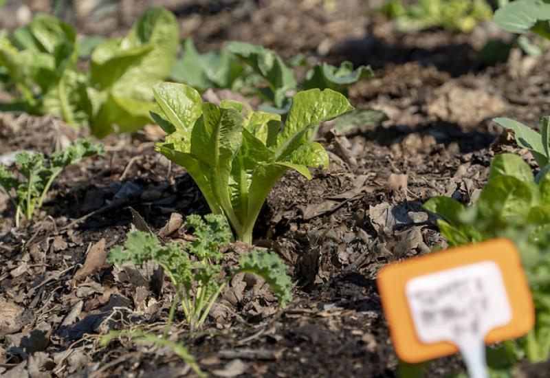 Taller huertas de invierno, san isidro, frio, taller, huertas, agroecologicas, invierno, otoño, plantas, plantines, flores, cosecha