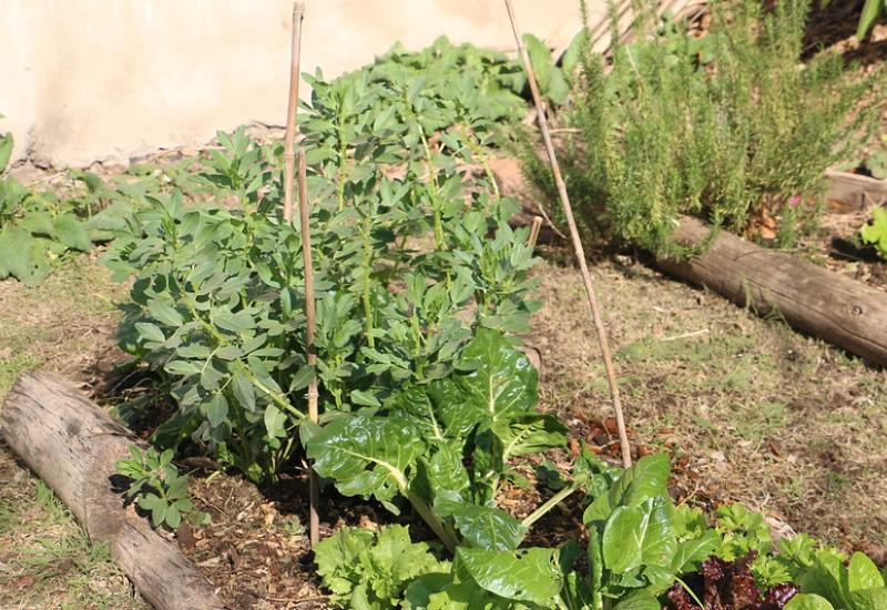 municipio de san isidro, huerta, cultura ambiental, ambiente, otoño, estacional, estaciones, casa, armar