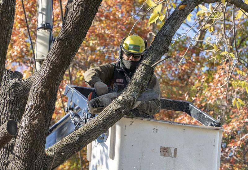 PLAN DE PODA 2021 SAN ISIDRO municipio de san isidro, poda, espacio publico, arboles, permiso, sustentable, sustentabilidad, hojas, otoño