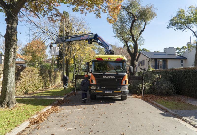 PLAN DE PODA 2021 SAN ISIDRO municipio de san isidro, poda, espacio publico, arboles, permiso, sustentable, sustentabilidad, hojas, otoño