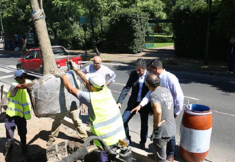 PLANTACIÓN DE ÁRBOLES, MUNICIPIO DE SAN ISIDRO