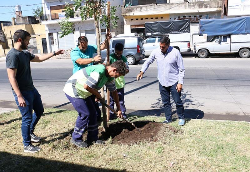 Plantación de árboles en Sarratea