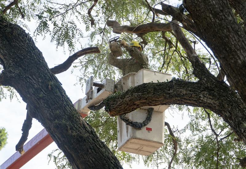 municipio de san isidro, plaza mitre, espacio publico, plaza, casco historico, arboles, arbol