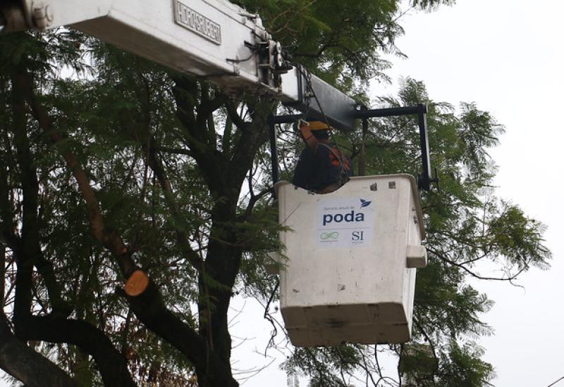 TRABAJOS DE PODA, MUNICIPIO DE SAN ISIDRO