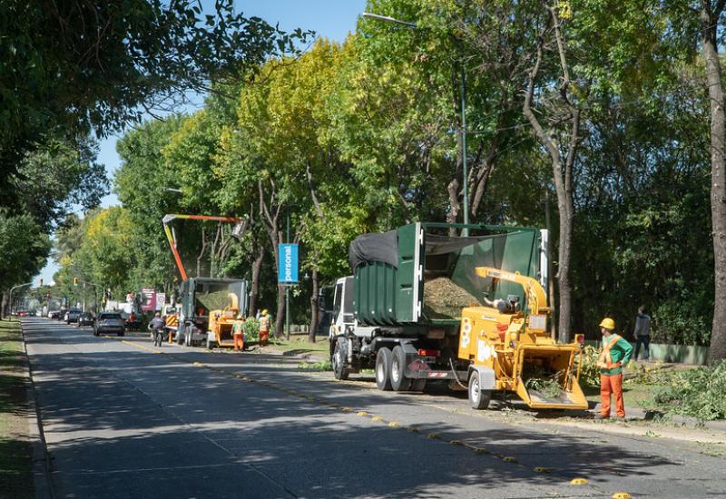 municipio de san isidro, poda, espacio publico, arboles, permiso, sustentable, sustentabilidad, hojas, otoño