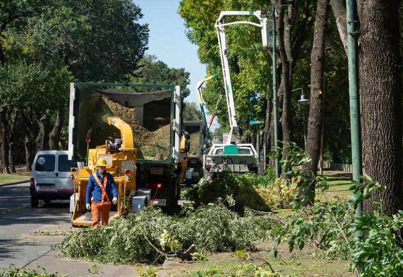 municipio de san isidro, poda, espacio publico, arboles, permiso, sustentable, sustentabilidad, hojas, otoño