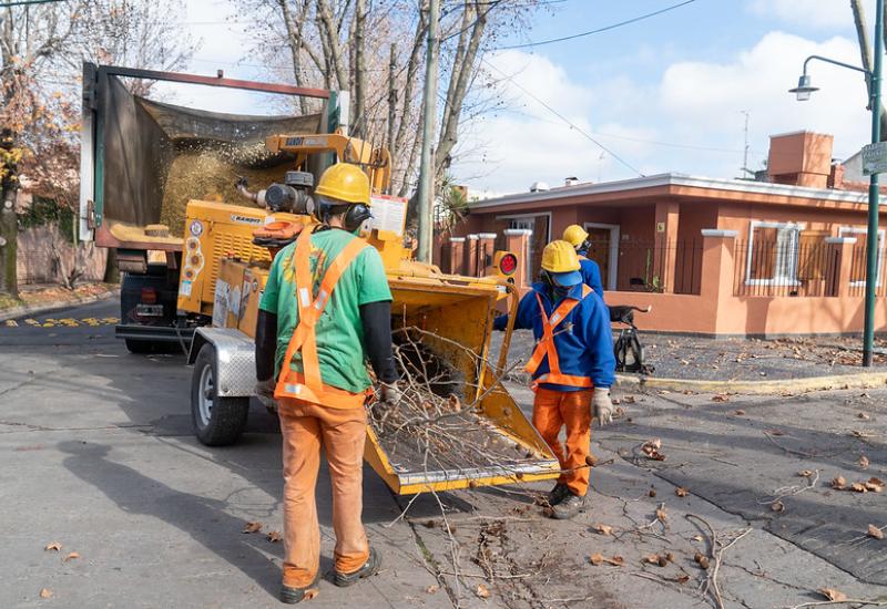 Plan de poda en parque cisneros, san isidro, madera, árboles, poda, medio ambiente