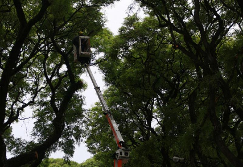 PODAS TIPAS AV LIBERTADOR