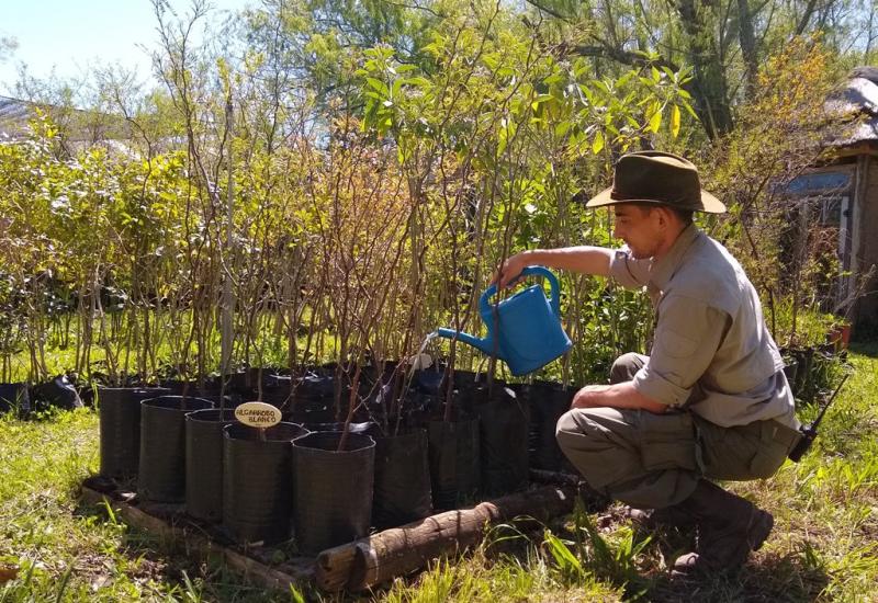 RETOÑOS ALGARROBO SAN ISIDRO municipio de san isidro, algarrobo, sustentabilidad, arbol, verde, regalo, retoños, reforestar, reforestacion