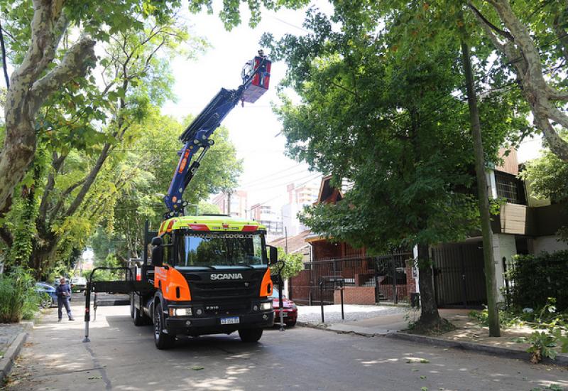 SACAN RAMAS DE ÁRBOLES QUE SE METEN EN CASAS Y DIFICULTAN LA ILUMINACIÓN SACAN RAMAS DE ÁRBOLES QUE SE METEN EN CASAS Y DIFICULTAN LA ILUMINACIÓN