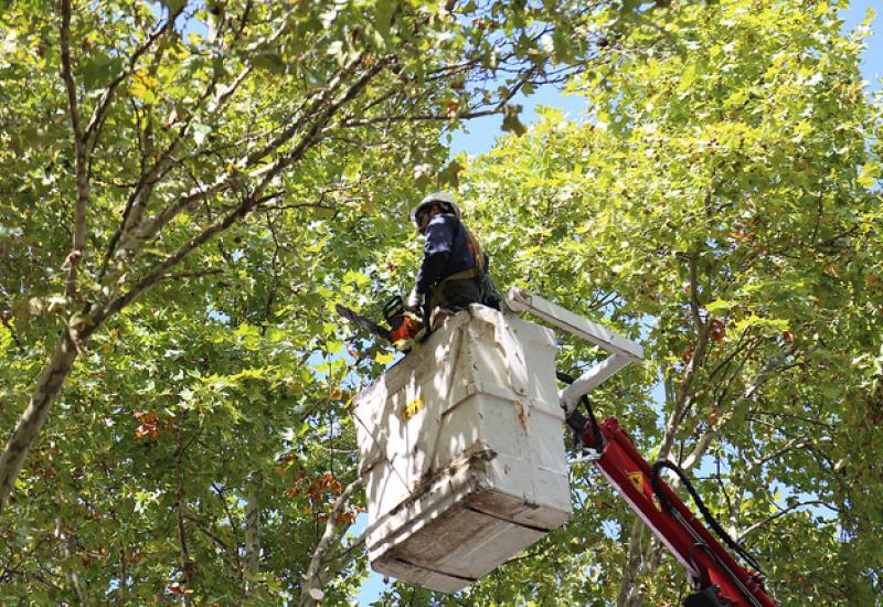 RALEO PLÁTANOS, MUNICIPIO SAN ISIDRO