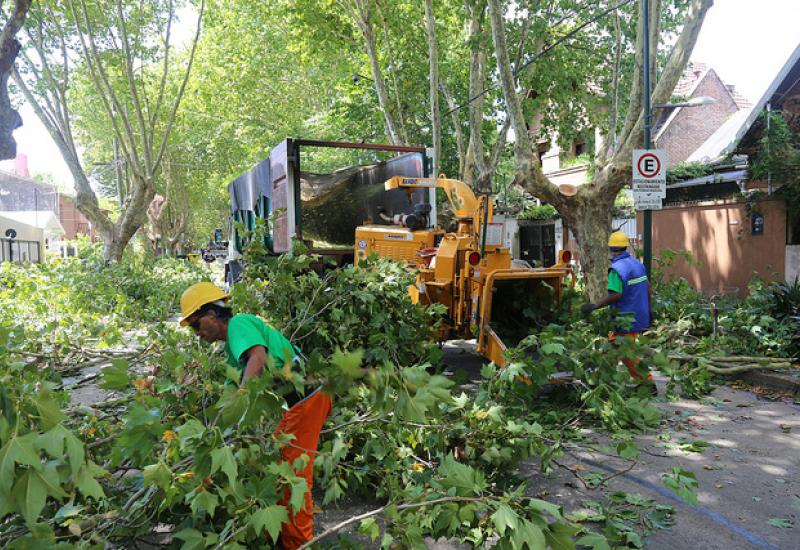 SACAN RAMAS DE ÁRBOLES QUE SE METEN EN CASAS Y DIFICULTAN LA ILUMINACIÓN SACAN RAMAS DE ÁRBOLES QUE SE METEN EN CASAS Y DIFICULTAN LA ILUMINACIÓN