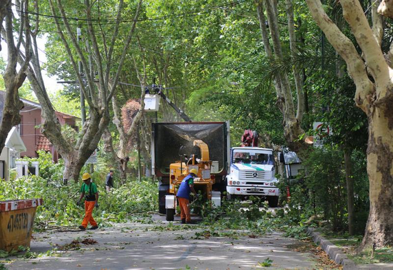 SACAN RAMAS DE ÁRBOLES QUE SE METEN EN CASAS Y DIFICULTAN LA ILUMINACIÓN SACAN RAMAS DE ÁRBOLES QUE SE METEN EN CASAS Y DIFICULTAN LA ILUMINACIÓN