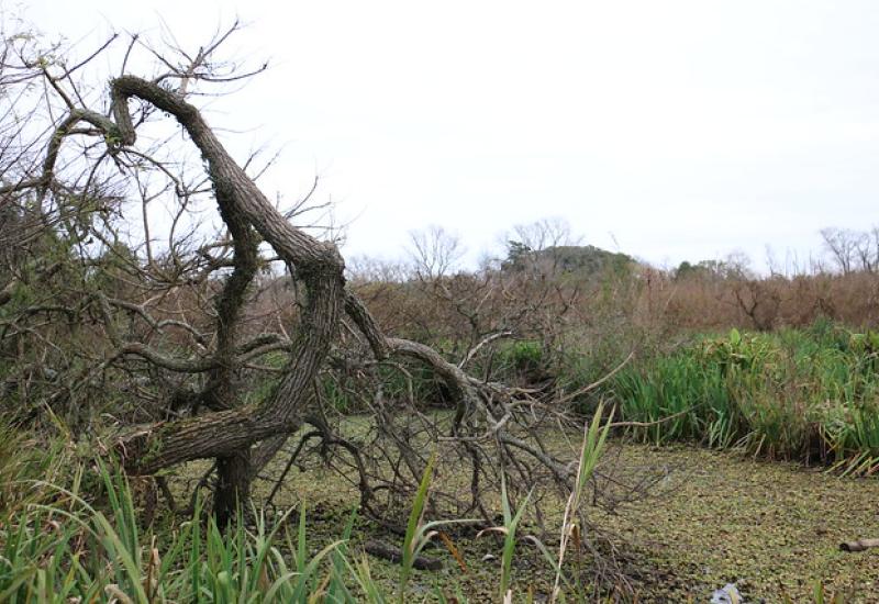 PARQUE MUNICIPAL RIBERA NORTE, SAN ISIDRO