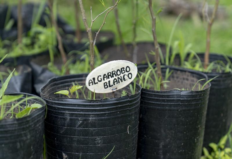 RETOÑOS ALGARROBO SAN ISIDRO municipio de san isidro, algarrobo, sustentabilidad, arbol, verde, regalo, retoños, reforestar, reforestacion