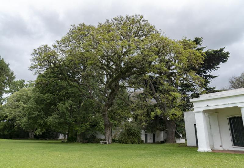 RETOÑOS ALGARROBO SAN ISIDRO municipio de san isidro, algarrobo, sustentabilidad, arbol, verde, regalo, retoños, reforestar, reforestacion