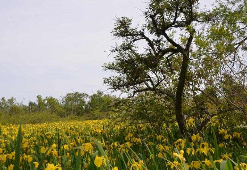 ÁREAS PROTEGIDAS, MUNICIPIO DE SAN ISIDRO