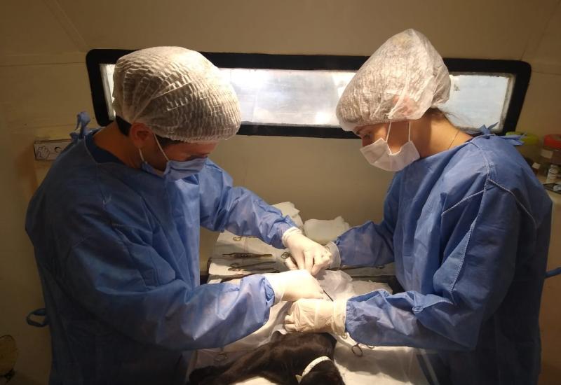 municipio de san isidro, zoonosis, castracion, mascotas, mascota, perro, gato, castrar, turnos, online