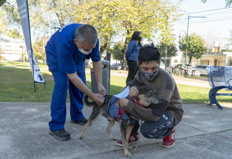 municipio de san isidro, zoonosis, castracion, mascotas, mascota, perro, gato, castrar, turnos, online
