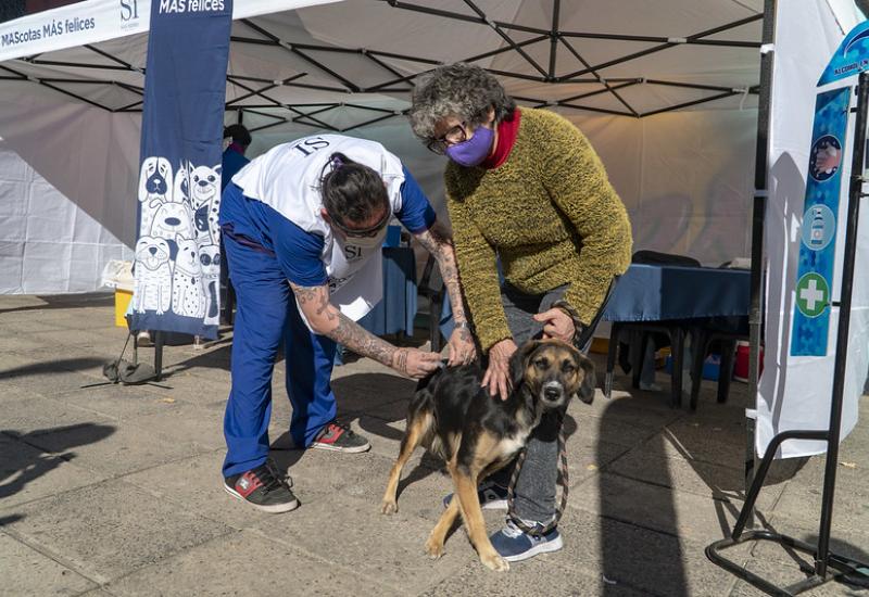 municipio de san isidro, zoonosis, mascotas mas felices, perros, gatos, desparasitacion, vacunacion, antirrabica, rabia, gratis, gustavo posse