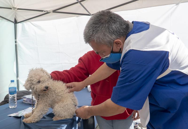 municipio de san isidro, zoonosis, mascotas mas felices, perros, gatos, desparasitacion, vacunacion, antirrabica, rabia, gratis, gustavo posse