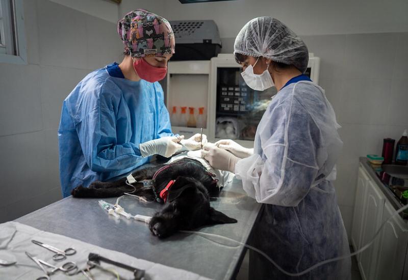 municipio de san isidro, zoonosis, castracion, mascotas, mascota, perro, gato, castrar, turnos, online