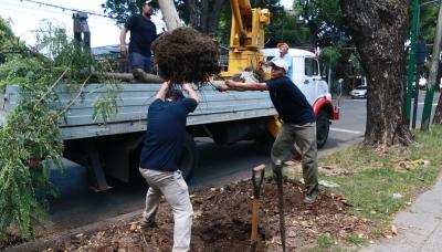 PLANTACIÓN ÁRBOLES, municipalidad de san isidro