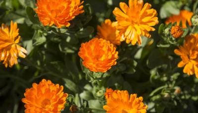 municipio de san isidro, tercera edad, adultos mayores, puerto libre, taller, online, juegos, memotest, memoria, ejercicio, ejercicios, clases, virtual