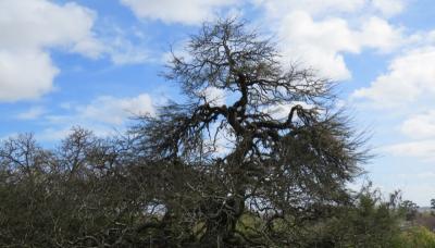HISTÓRICO ALGARROBO DEL MUSEO PUEYRREDÓN