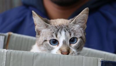 CASTRACIÓN Y VACUNACIÓN