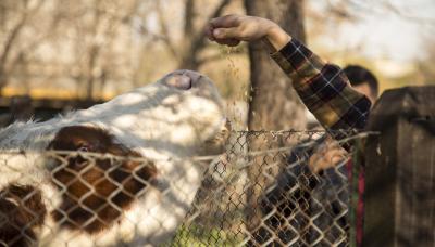 Chacra, naturaleza, vacaciones de invierno, animales