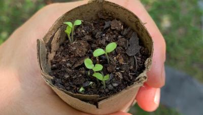 municipio de san isidro, cultura ambiental, cultura, talleres, naturaleza, aire libre, ambiente