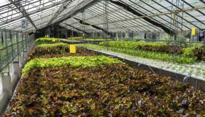 PROGRAMA MUNICIPAL DE HUERTAS ORGÁNICAS, SAN ISIDRO